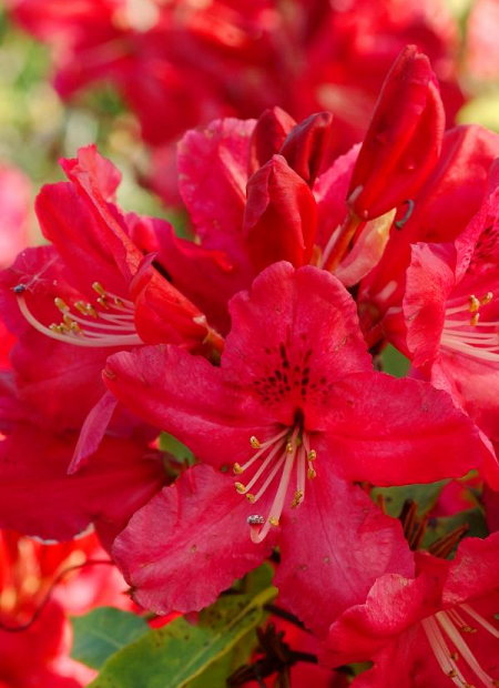 © Hortival Diffusion - Tous droits réservés