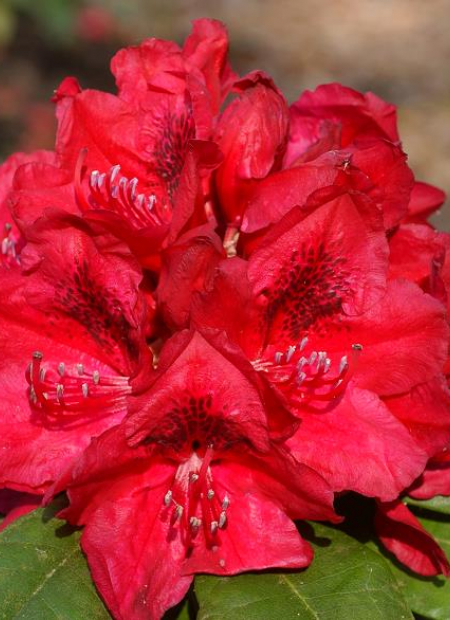 © Hortival Diffusion - Tous droits réservés