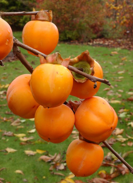 © Hortival Diffusion - Tous droits réservés