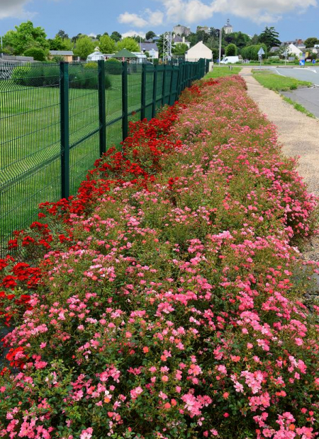 © Hortival Diffusion - Tous droits réservés