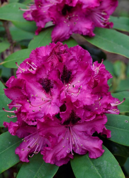 © Hortival Diffusion - Tous droits réservés