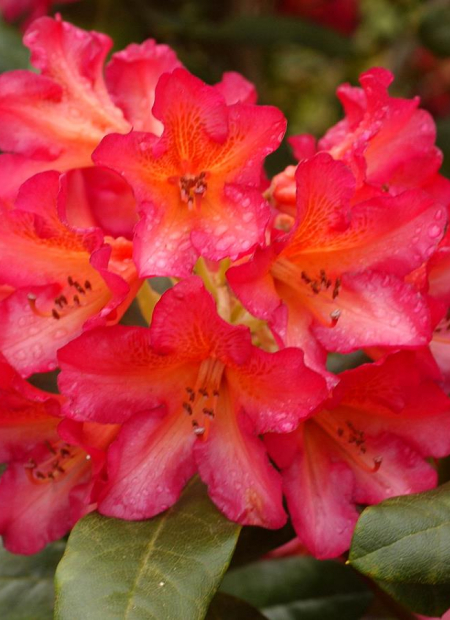 © Hortival Diffusion - Tous droits réservés