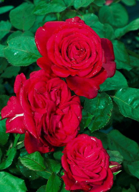 © Hortival Diffusion - Tous droits réservés