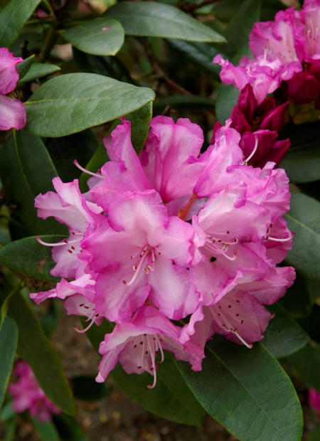 © Hortival Diffusion - Tous droits réservés