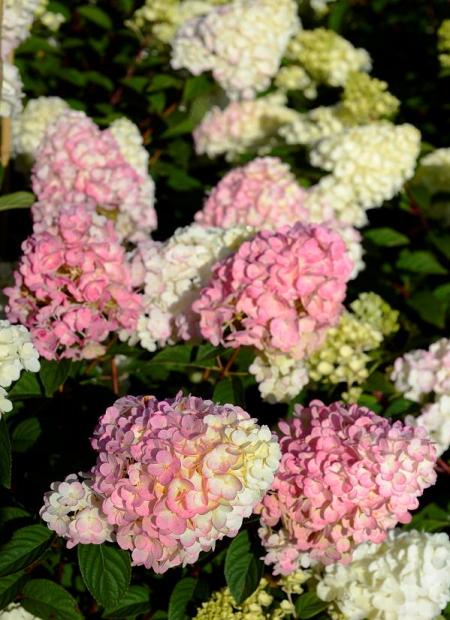 © Hortival Diffusion - Tous droits réservés