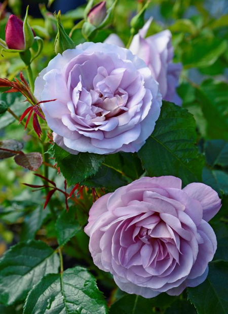 © Hortival Diffusion - Tous droits réservés