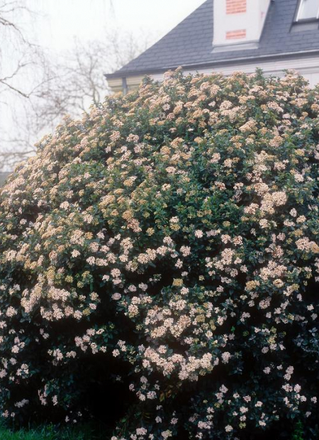 © Hortival Diffusion - Tous droits réservés