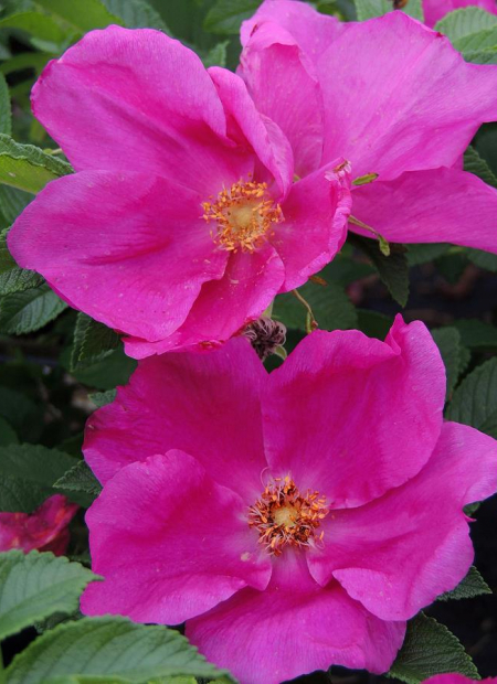 © Hortival Diffusion - Tous droits réservés