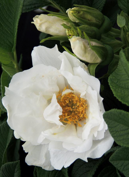 © Hortival Diffusion - Tous droits réservés