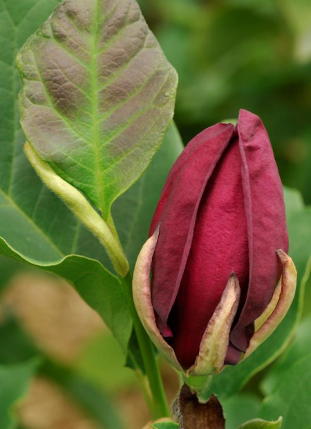 © Hortival Diffusion - Tous droits réservés