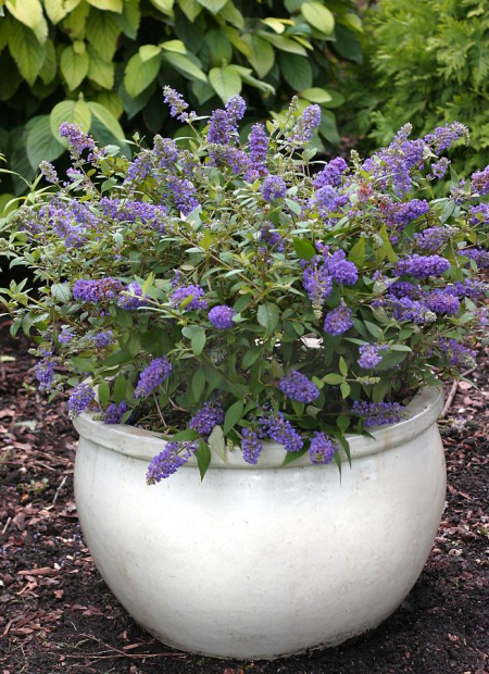 ©Spring Meadow Nursery