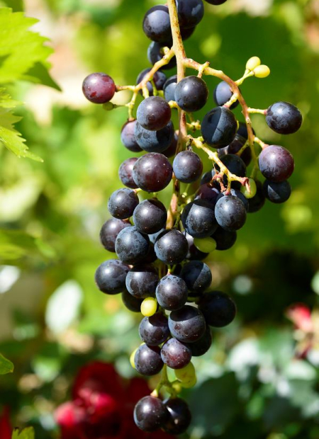 © Hortival Diffusion - Tous droits réservés