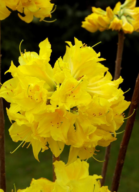 © Hortival Diffusion - Tous droits réservés