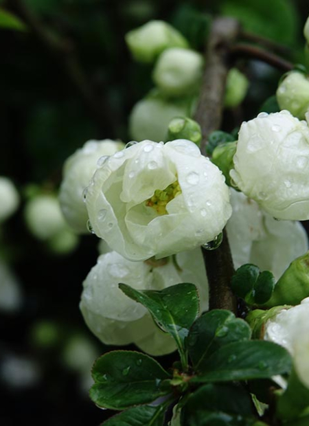 © Hortival Diffusion - Tous droits réservés