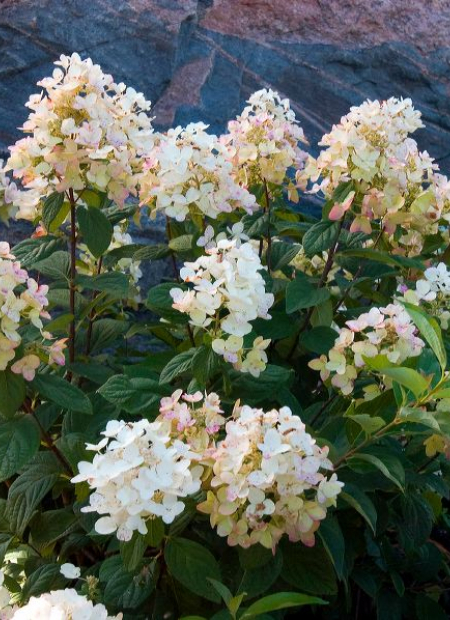 ©Bailey Nurseries (US)