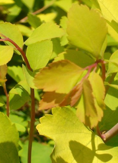 ©Bailey Nurseries (US)