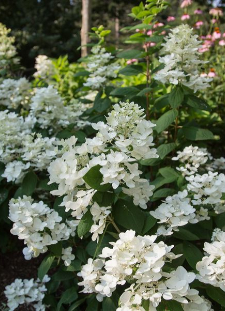 ©Bailey Nurseries (US)