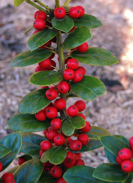 © Hortival Diffusion - Tous droits réservés