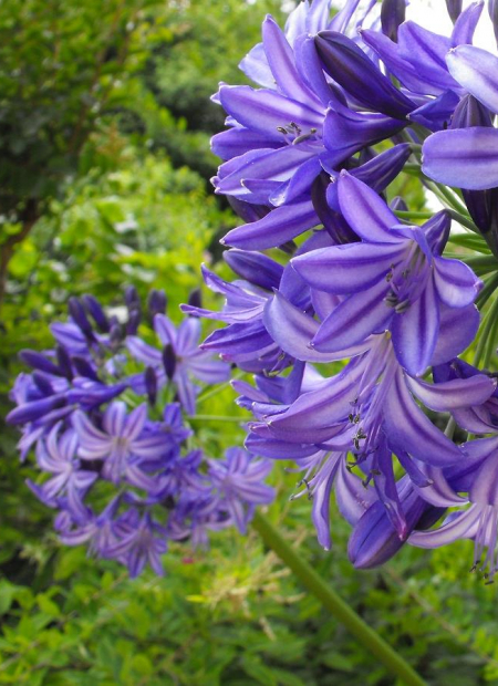 © Hortival Diffusion - Tous droits réservés