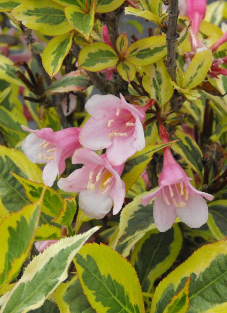 © Hortival Diffusion - Tous droits réservés