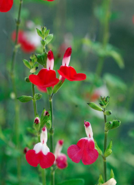 © Hortival Diffusion - Tous droits réservés