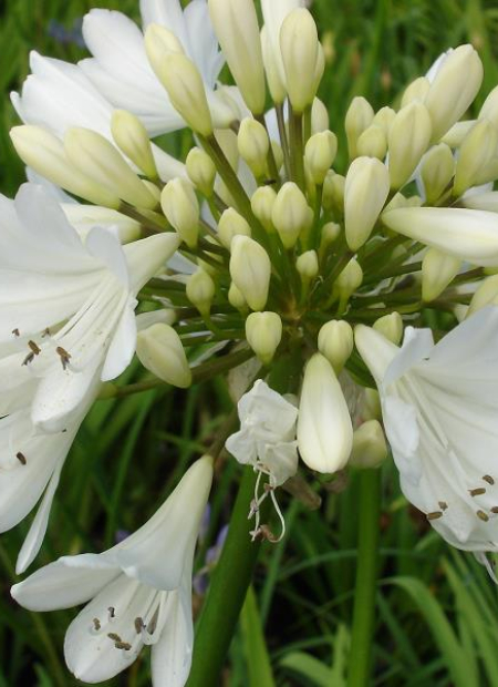 © Hortival Diffusion - Tous droits réservés