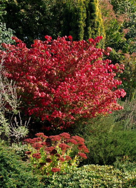 © Hortival Diffusion - Tous droits réservés