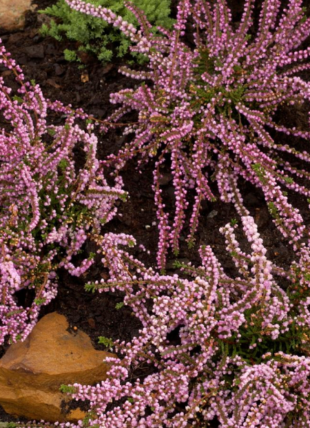 © Hortival Diffusion - Tous droits réservés