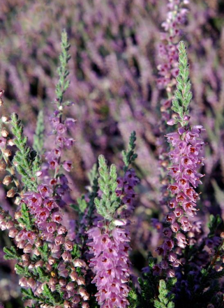 © Hortival Diffusion - Tous droits réservés