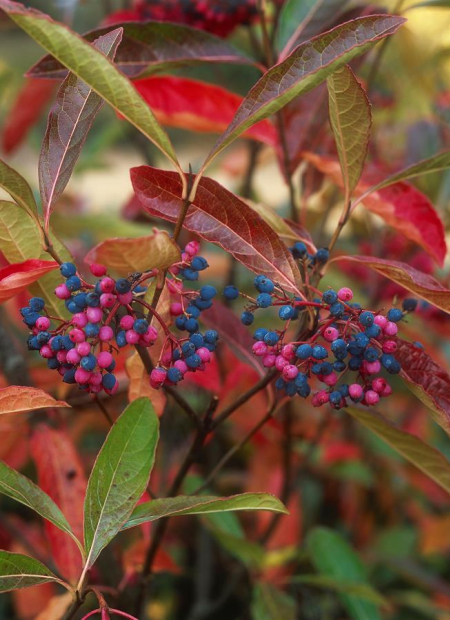 © Hortival Diffusion - Tous droits réservés