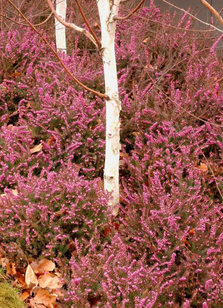 © Hortival Diffusion - Tous droits réservés