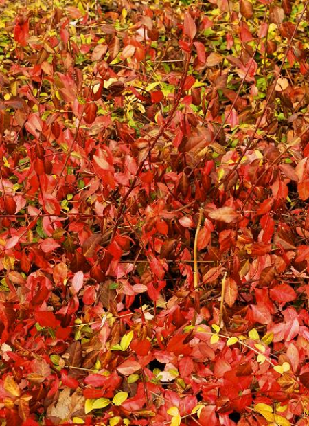 © Hortival Diffusion - Tous droits réservés