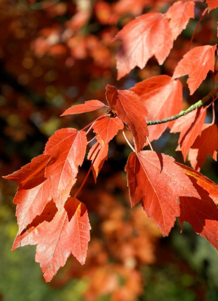 © Hortival Diffusion - Tous droits réservés