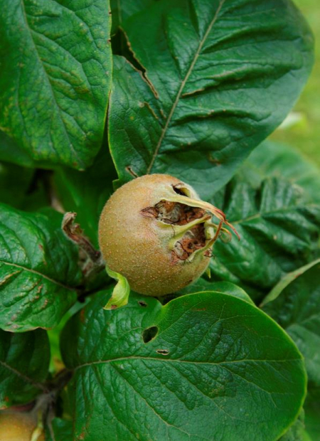 © Hortival Diffusion - Tous droits réservés