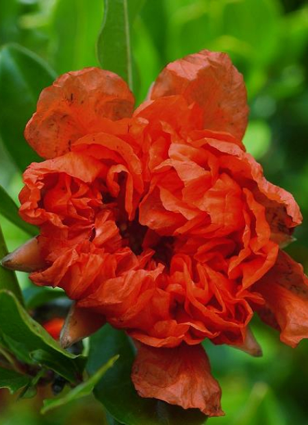 © Hortival Diffusion - Tous droits réservés