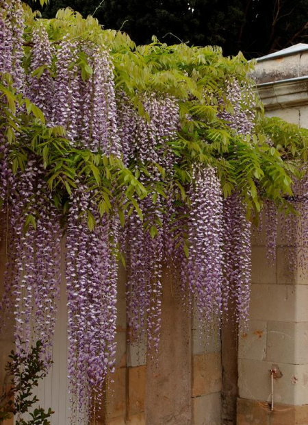 © Hortival Diffusion - Tous droits réservés