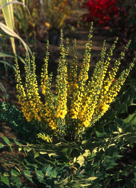 © Hortival Diffusion - Tous droits réservés