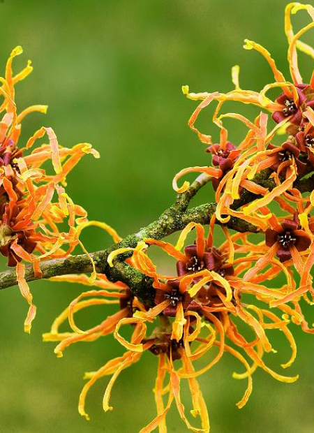 © Hortival Diffusion - Tous droits réservés