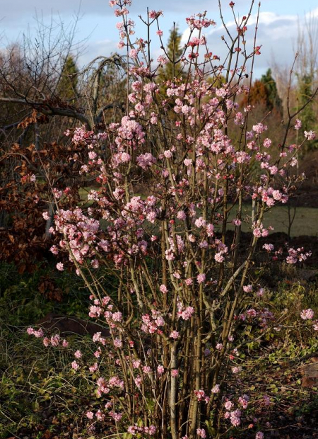 © Hortival Diffusion - Tous droits réservés