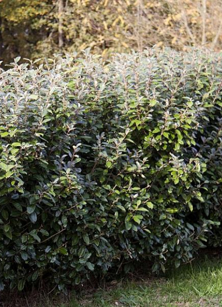 © Biosphoto / Lamontagne