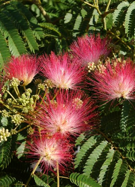 © Hortival Diffusion - Tous droits réservés