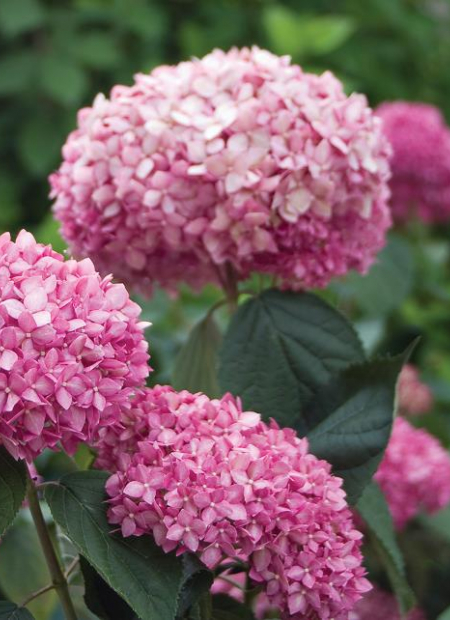 ©Spring Meadow Nursery