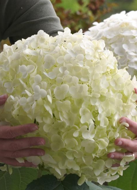 ©Spring Meadow Nursery