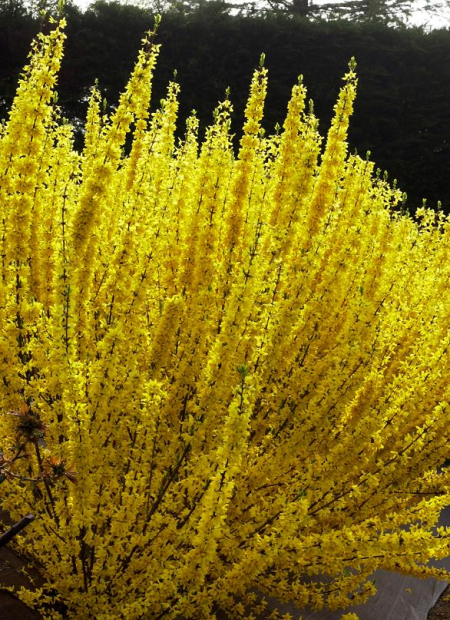 © Hortival Diffusion - Tous droits réservés