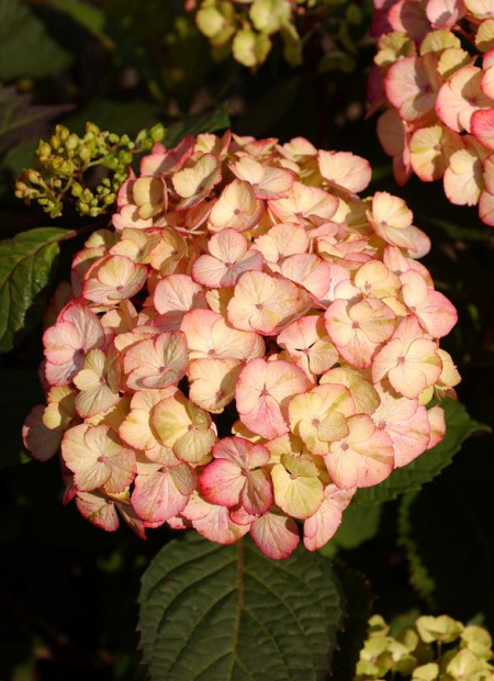 © Hortival Diffusion - Tous droits réservés