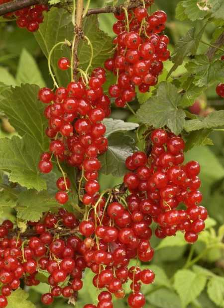 © Hortival Diffusion - Tous droits réservés