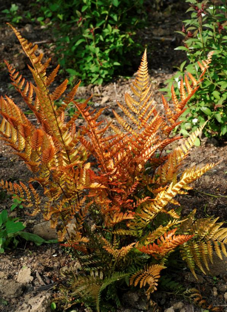 © Hortival Diffusion - Tous droits réservés