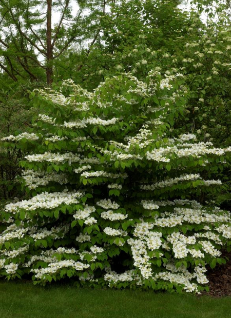 © Hortival Diffusion - Tous droits réservés