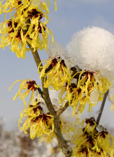 © Hortival Diffusion - Tous droits réservés