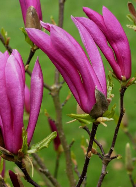 © Hortival Diffusion - Tous droits réservés